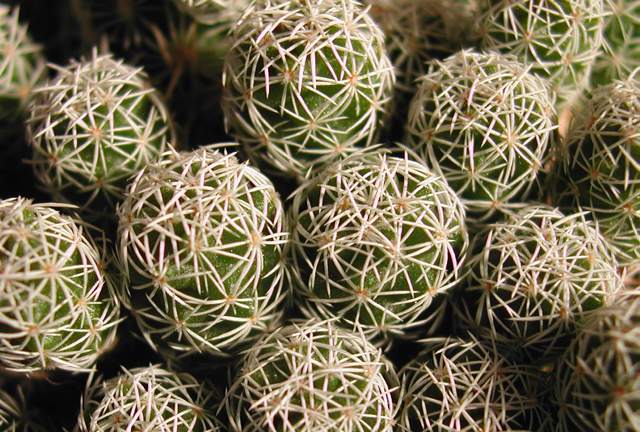 Mammillaria gracilis (2).jpg